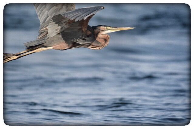 SableSands's tweet photo. We ❤Birding and capturing their beauty along rivers &amp; in da Bush! #Travel2Zimbabwe #birding #safaris #SableSands #wildlifephotography #birds https://t.co/ykKPs2eeDg