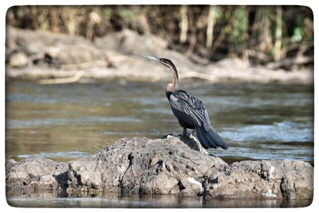 SableSands's tweet photo. We ❤Birding and capturing their beauty along rivers &amp; in da Bush! #Travel2Zimbabwe #birding #safaris #SableSands #wildlifephotography #birds https://t.co/ykKPs2eeDg
