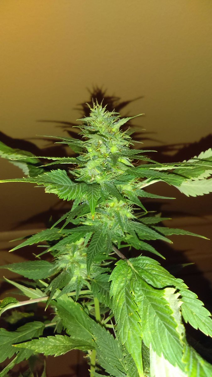 c2cgenetics's tweet photo. #Northerngoose
#c2cgentics
#c2c
frisian duck x nl x critical+ https://t.co/rLHHCQMm6u