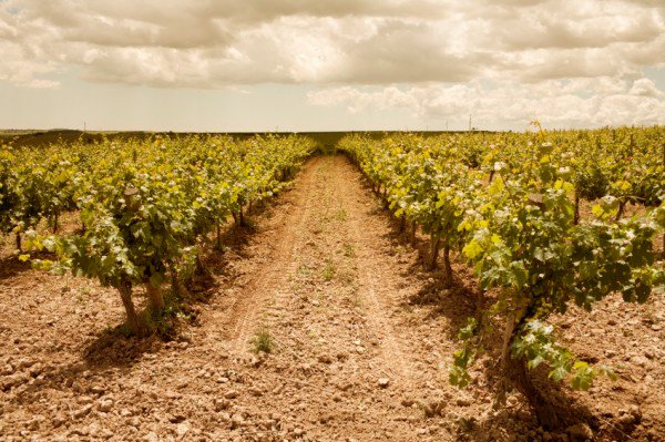 HorizonAgri's tweet photo. If your guzzling the vin rouge later,rest assured we have the ground covered in Bordeaux.Boss no-till drill for planting covers in vineyards https://t.co/OzEaxTrlJI