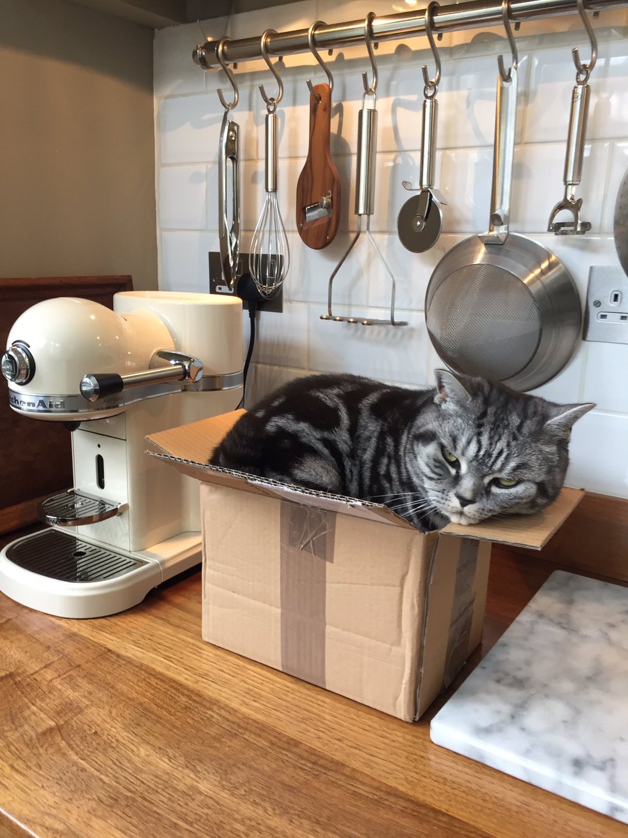MichaelGSchmid1's tweet photo. No box to small 😻 @SimonsCat @Marymar07 @Didinette02 @francescofrong2 @KKokorinko @HaynesWitt @KatherineJoyce0 @Kumako2009 @Elverojaguar #x https://t.co/CygJVSBIyC