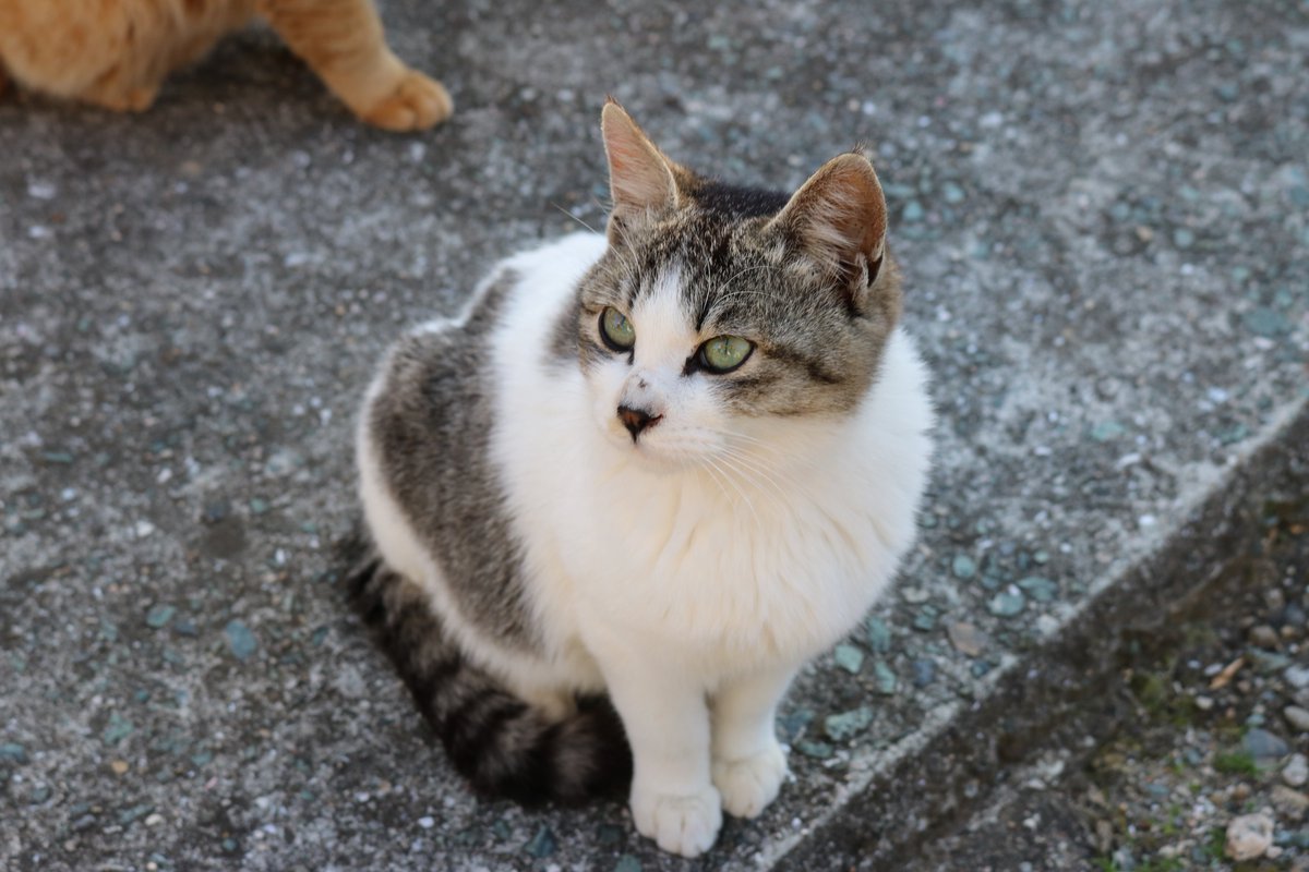 猫の島 青島 Ar Twitter アイラインの強いキジ白猫の子猫です 女の子です エジプト美女のクレオパトラから名前を取り パトラ ちゃんと 名前をつけました