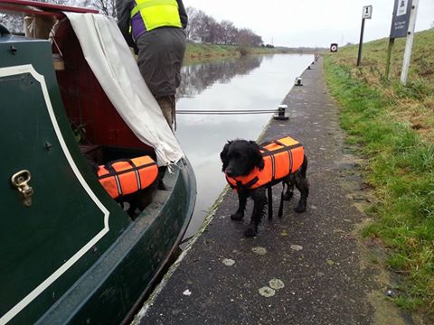 #HappySaturday  <a href="/WaterwayPages/">waterway.pages</a> Boat dogs keep them safe on the rivers #dogsoftwitter <a href="/jellygnomes/">Lesley Pearson</a> #dogspurpose  #riverlife #boatsthattweet