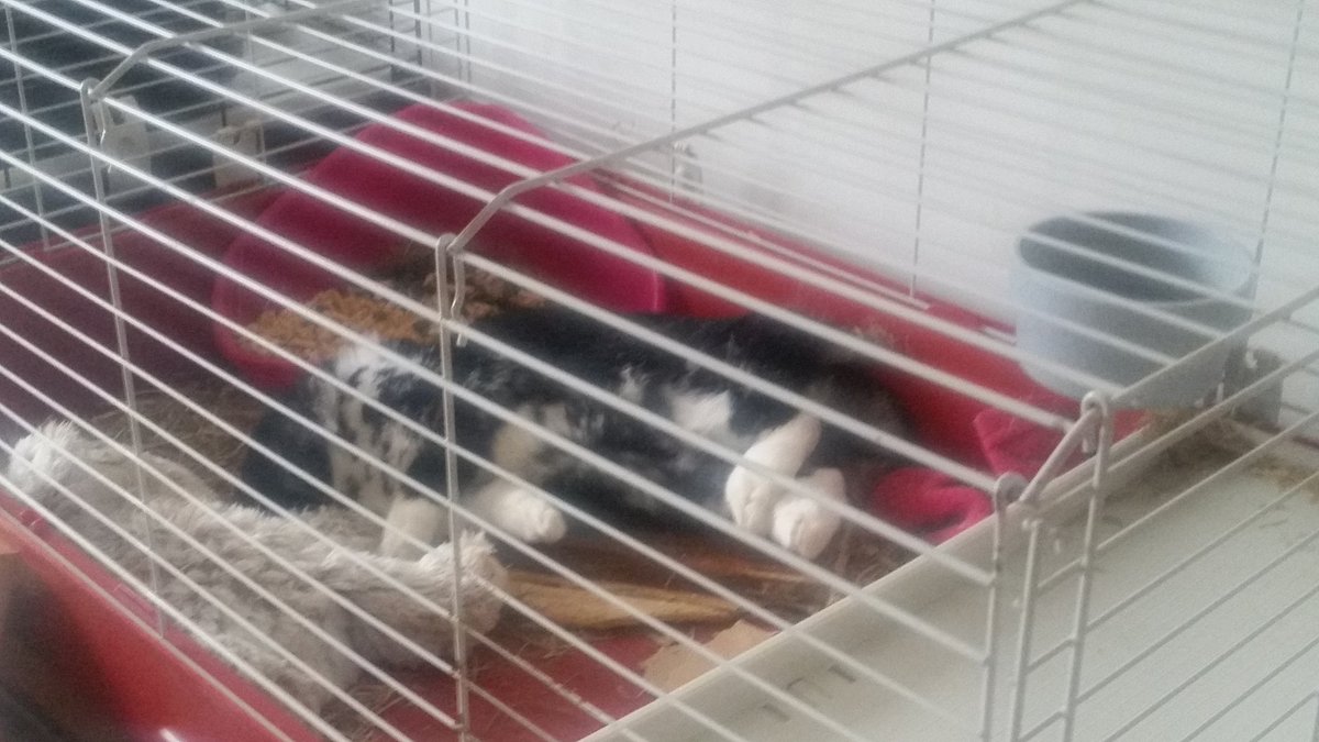Vanilla052013's tweet photo. #happyfriday #relax #enjoyallmybunnyfriends https://t.co/jnCZH4pRFD