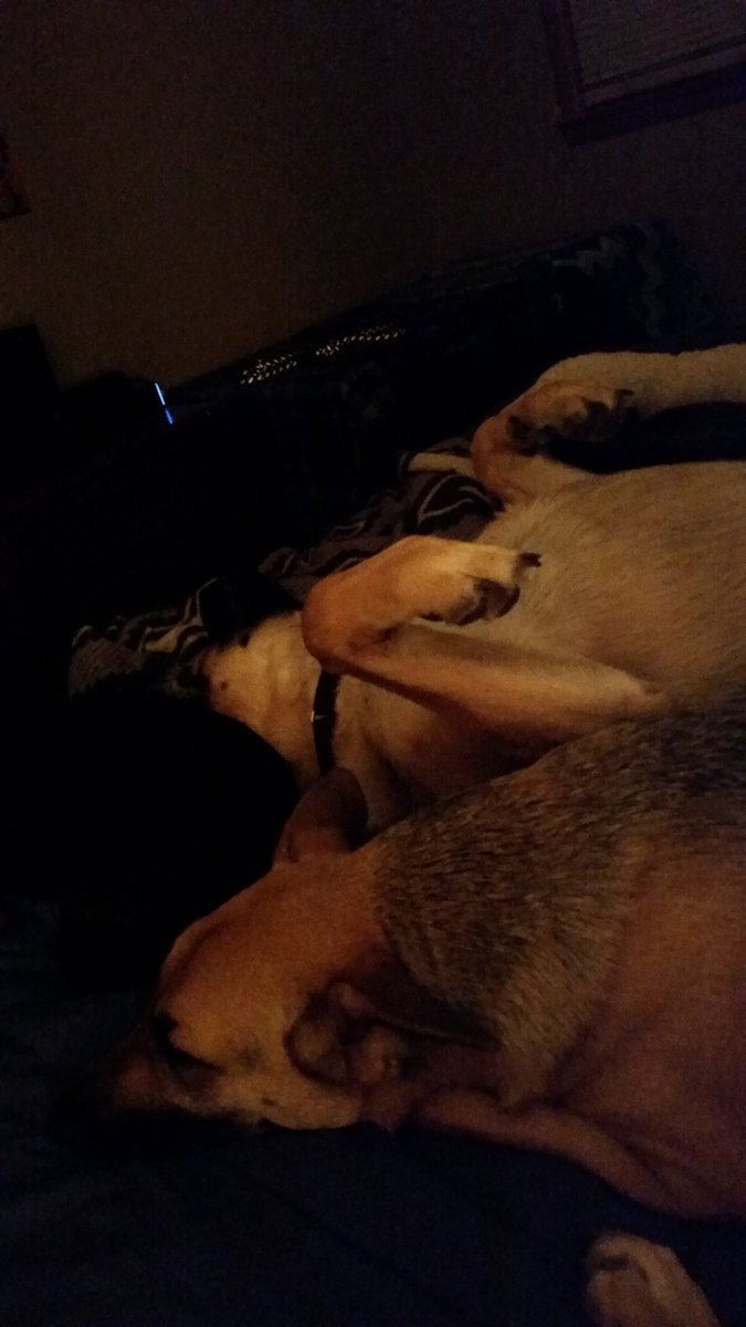 SpaceChief75's tweet photo. By all means Libby and Otto, I'll just go sleep on the couch I guess.. #GSDProblems https://t.co/4pQoBxjNnN