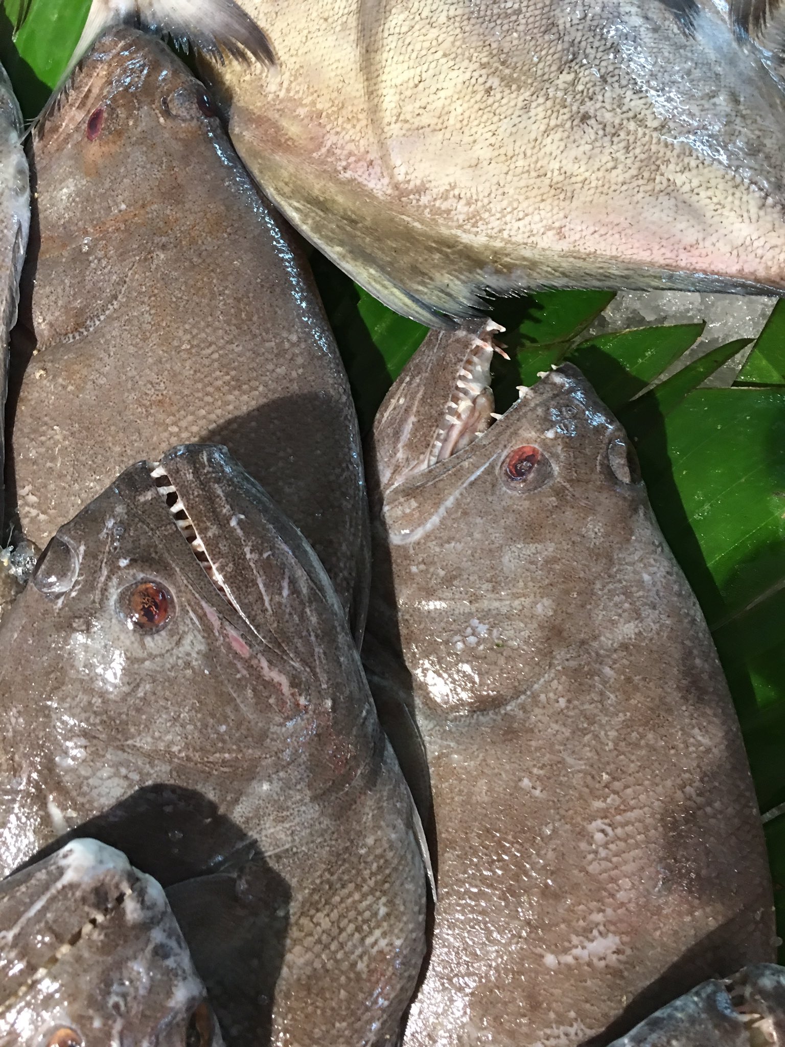 平坂寛 釣って 食べて 調べる 深海魚 たくさんのふしぎ7月号 発売中 さっきツイートしたイケメンカレイはカレイ科でもヒラメ科でもなくボウズガレイ科に属す魚です 不思議なことに右向きの個体の中にチラホラ左向きも混じります 多分同種だと思うんです