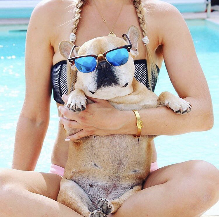 cesar_frenchie's tweet photo. Modeling for @ivyleash . The perfect gift 🎁 #bracelet #frenchbulldog #jewelry https://t.co/lwklErwKrC