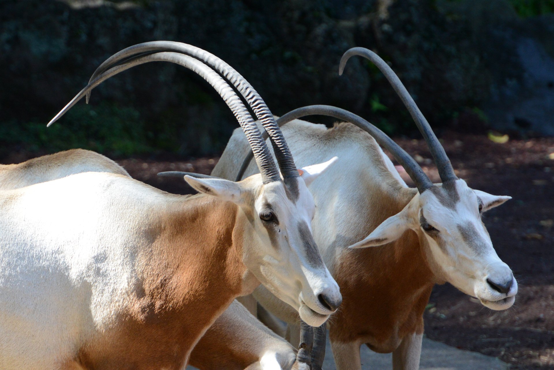 空白寺 野生では絶滅したと思われるシロオリックス 多摩動物公園は日本で初めてシロオリックスの繁殖に成功した動物園 動物園や水族館の存在意義は賛否が分かれるところだが 多様な生き物を間近に見て 感じて 考える施設として意義あるものだと思う 空白寺 野生では絶滅したと思われるシロオリックス 多摩動物公園は日本で初めてシロオリックスの繁殖に成功した動物園 動物園や水族館の存在意義は賛否が分かれるところだが 多様な生き物を間近に見て 感じて 考える施設として意義あるものだと思う