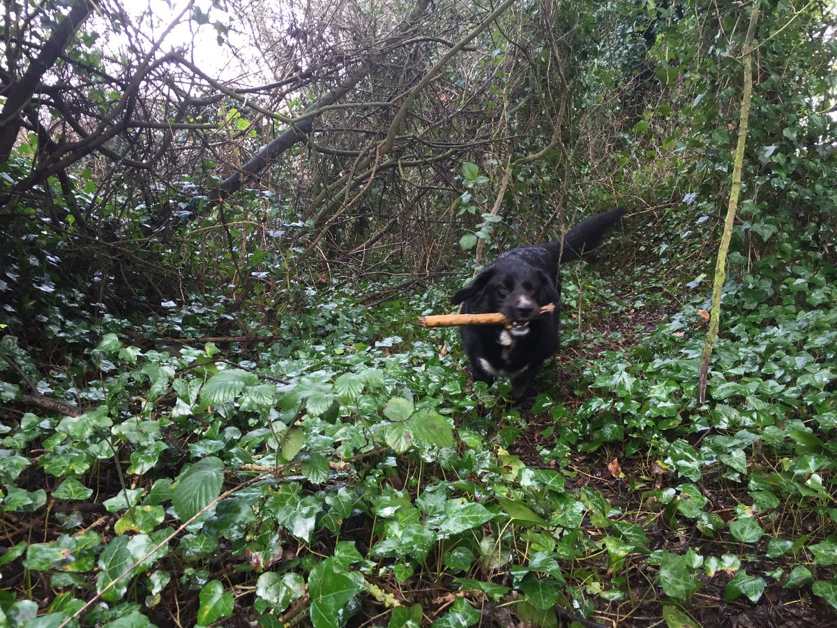 Bringing the dog who loves sticks when cutting sticks can be a frustrating exercise for all #sticklife