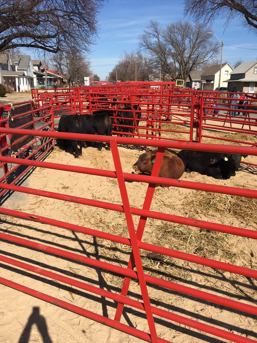KSCattleDrive's tweet image. Cattle for blocks!  #KCD17