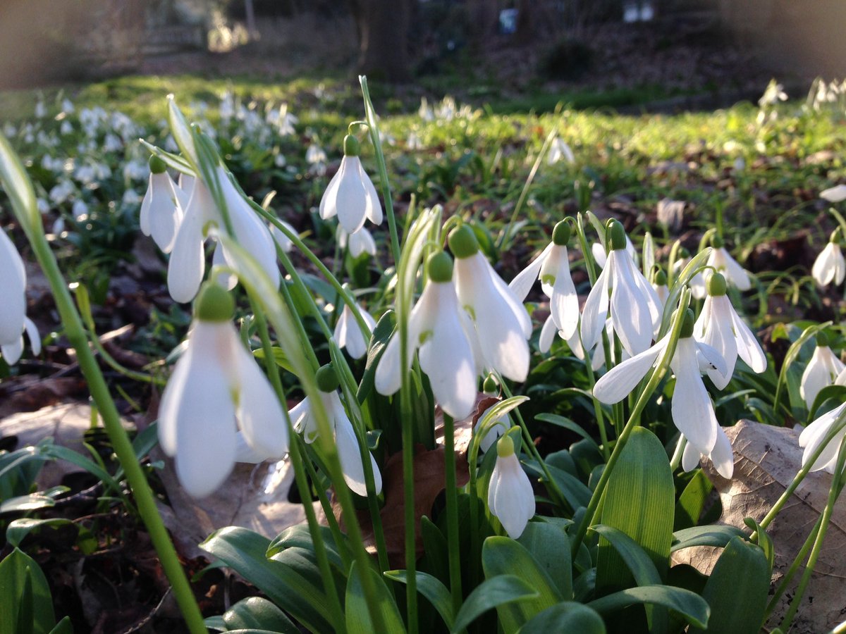 ScapeWest's tweet photo. #Snowdrops in #bournemouth #uppergarden! Daffodils, bluebells, tulips are next! 😀#dorsethour https://t.co/dxBaG3hEb6