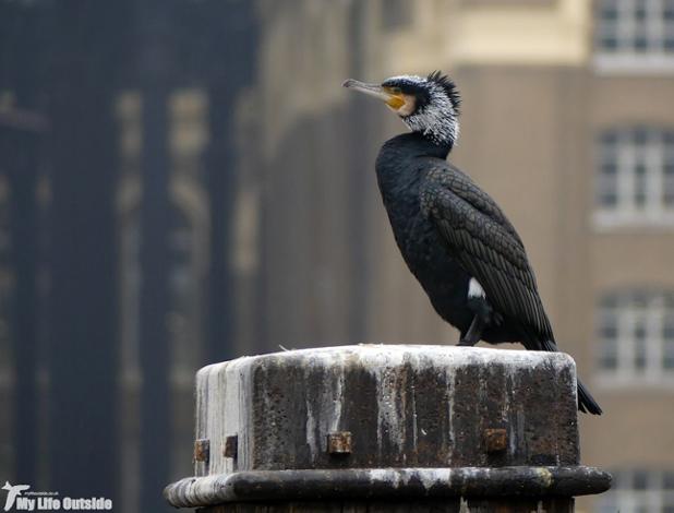 Birding central London inc Parakeets and Egyptian Geese new on my blog. Fancy a read? ow.ly/xKvj100ALOs