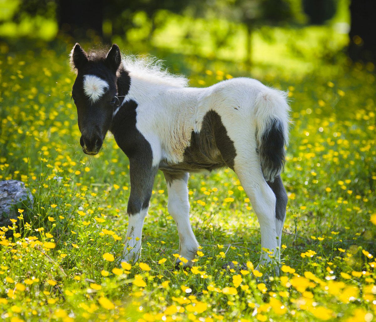 Miniature Horse Desktop Wallpapers  goo.gl/obWM5G    #desktopwallpaper