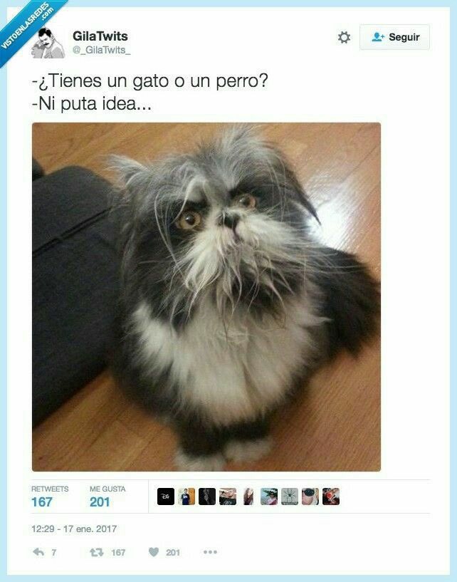 AyozeHB's tweet photo. #perroogato, difícil decisión..😂😂 https://t.co/ZIN0M1mMs7
