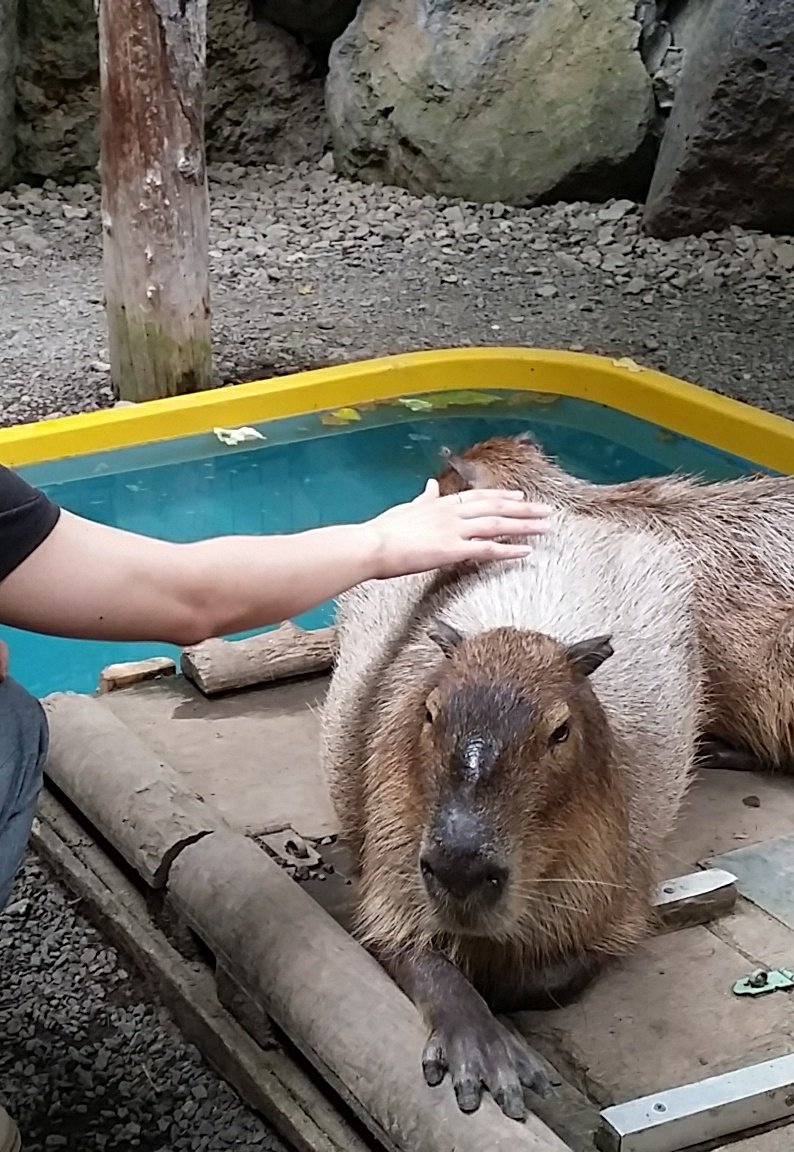 カピバラ 〜ななとんの支配者 on Twitter "動物園系だと個人的にはノースサファリサッポロおすすめしたい。札幌と名前がつくわりに札幌