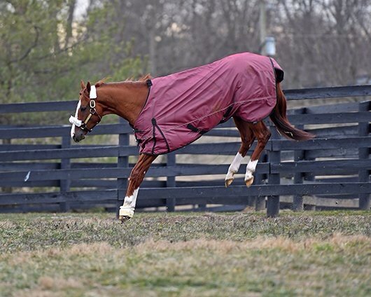 Hoy está de cumpleaños el doble coronado y muy querido #CaliforniaChrome actualmente en #TaylorMadeFarm #Kentucky