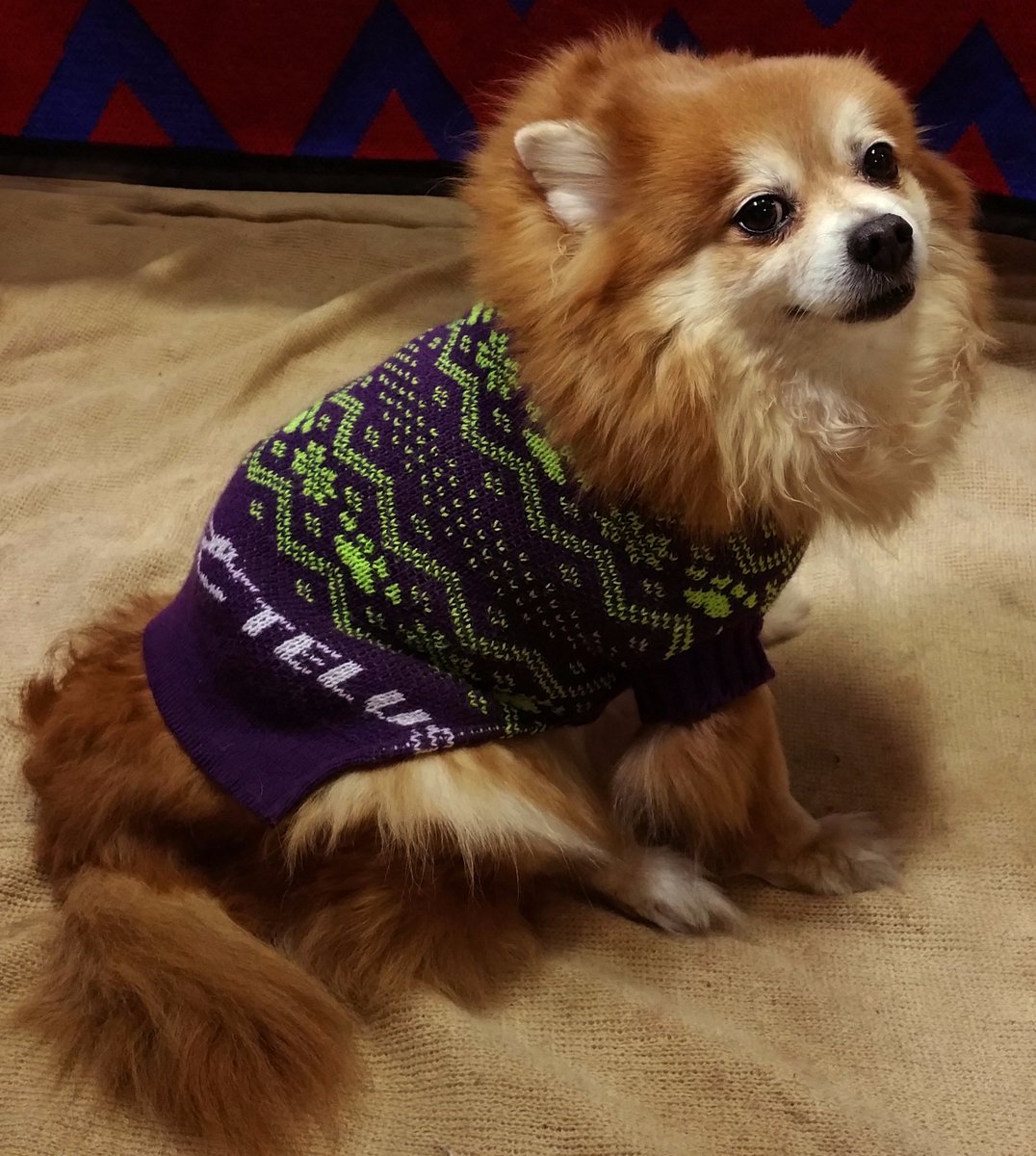 DressCodeKnits's tweet image. CUSTOM MADE IN USA DOG SWETERS #GIFT #GiftMeLoveIncredible #DRESS @DressCodeKnits #SWEATERS #CUSTOMORDERS😀