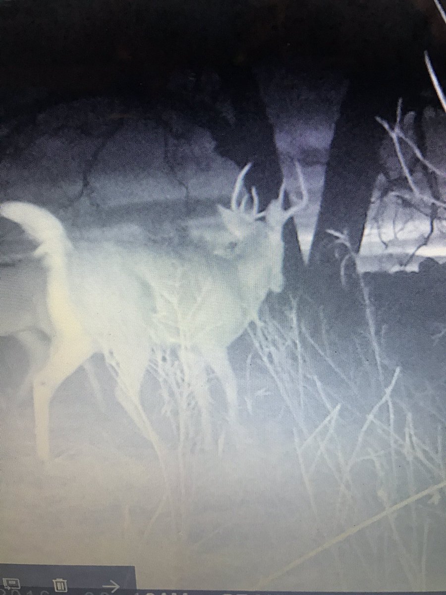 BowhunterofSD's tweet image. After just 7days had these guys hitting my mock scrape in February! #windpro #synthetic