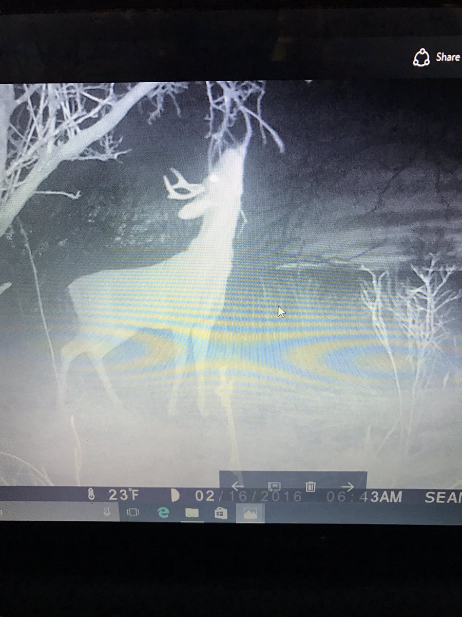 BowhunterofSD's tweet image. After just 7days had these guys hitting my mock scrape in February! #windpro #synthetic