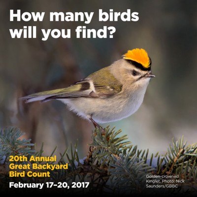 BirdsCanada's tweet image. Still plenty of time to have fun &amp;amp; help birds on the Great Backyard Bird Count! Visit ow.ly/h1C030976ze to find out how. #GBBC