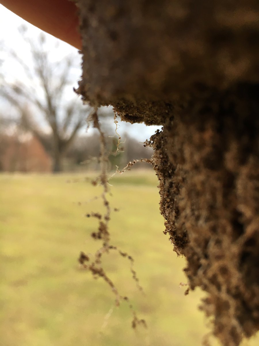 Thanks <a href="/TenBargeSeed/">Growdammit!</a> for putting us on the Redox program. 3 years later we have awesome root branching. Ca and P+.<a href="/redoxturf/">Redox Turf</a>