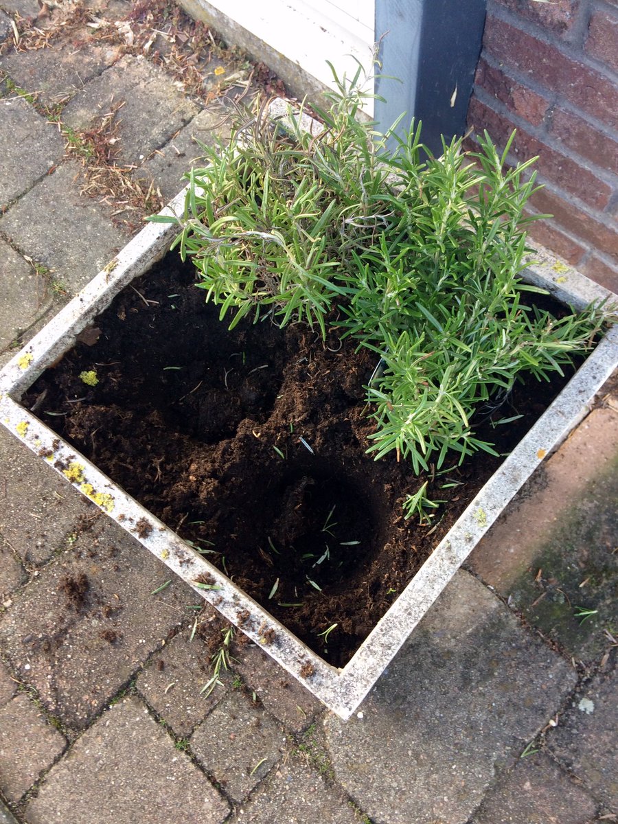 Iemand in de buurt had dringend rozemarijn nodig. 
#eetsmakelijk