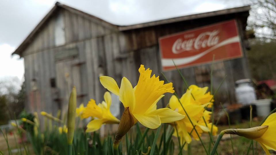 VisitMtJuliet's tweet photo. What are your weekend plans?
May today be a day of happiness!
#SaturdayMorning #VisitMtJuliet
photo: The Flower Shack https://t.co/TR1nJLPnYo