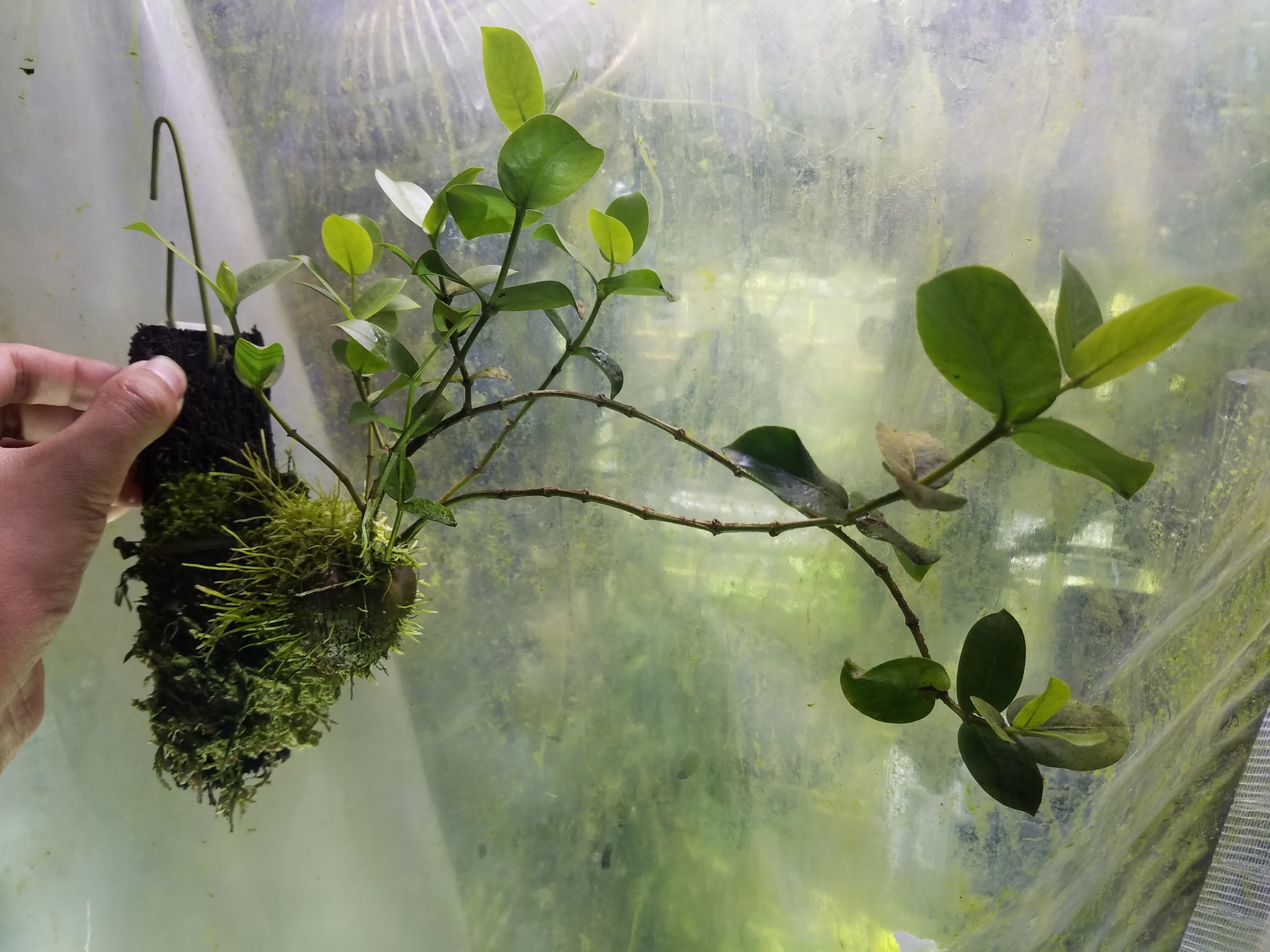 アリ植物 Squamellaria vanuatuensis Espiritu Santo Island