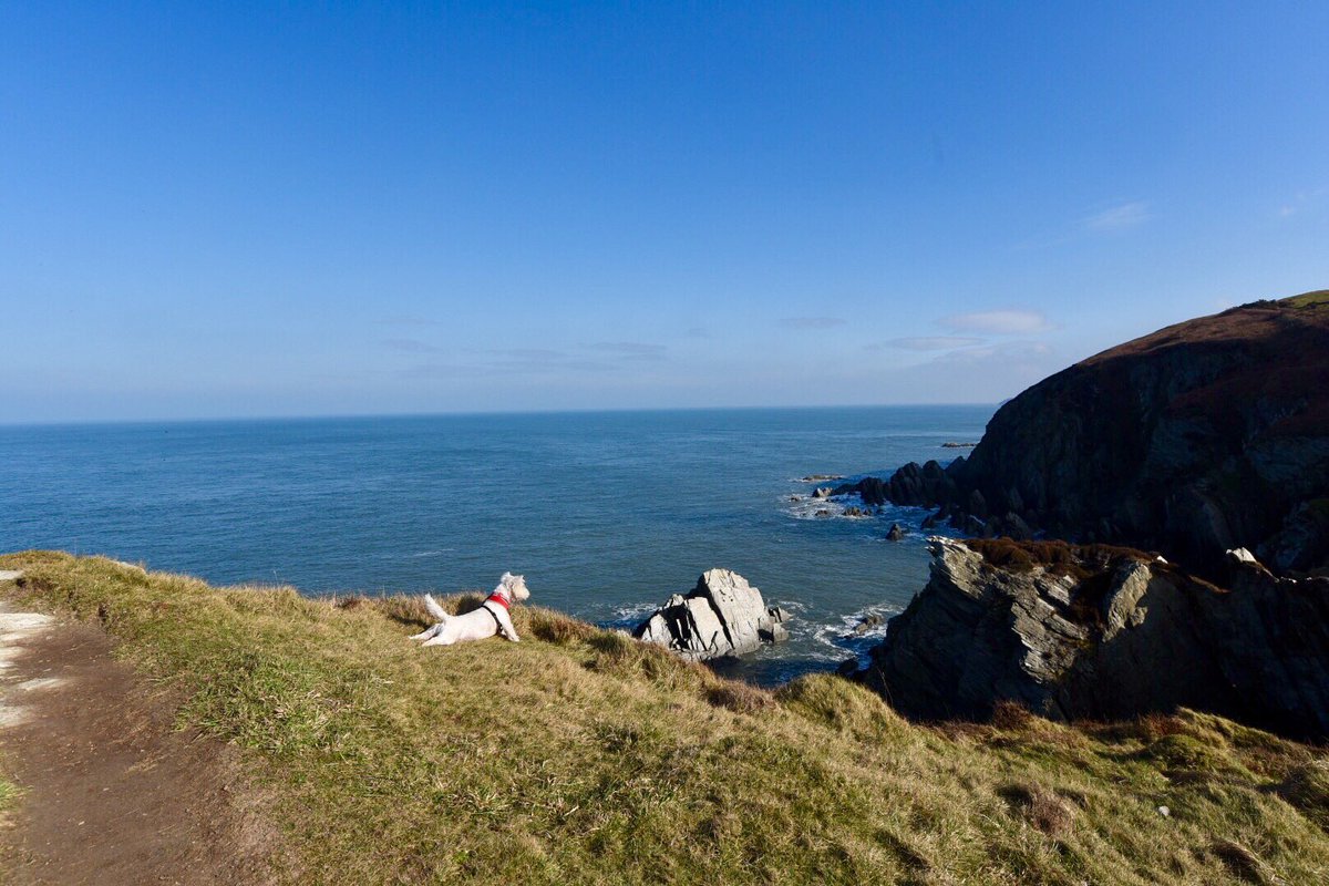 mcsparkyj's tweet photo. Springtime!! On a walk to Bennetts Mouth today #Mortehoe #woolacombe #ndevon https://t.co/oOHBqcjntD