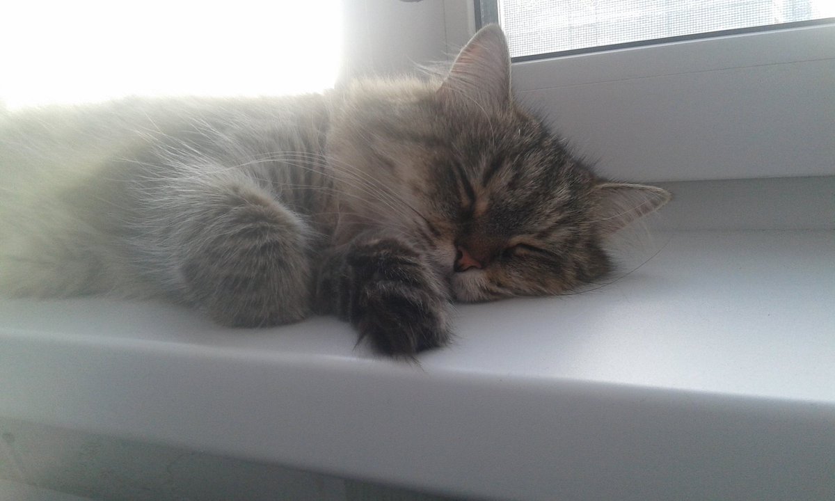 私の猫🐱
可愛い〜❤(ӦｖӦ｡)
大好き(*´ω｀*)