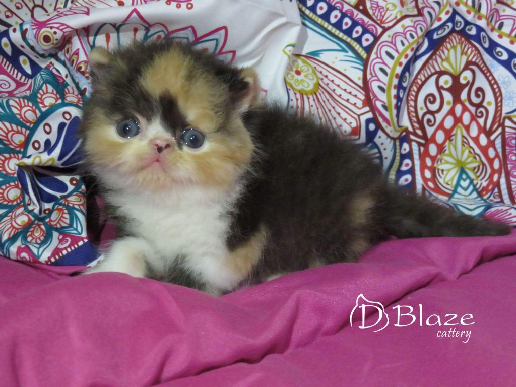 DBlazeCattery's tweet photo. Princesa! #DBlaze Avril, primera #exotica nacida en #Peru #Gato #persian #exotic #Saturday #SabadoDeGanarSeguidores https://t.co/takuSZccNh