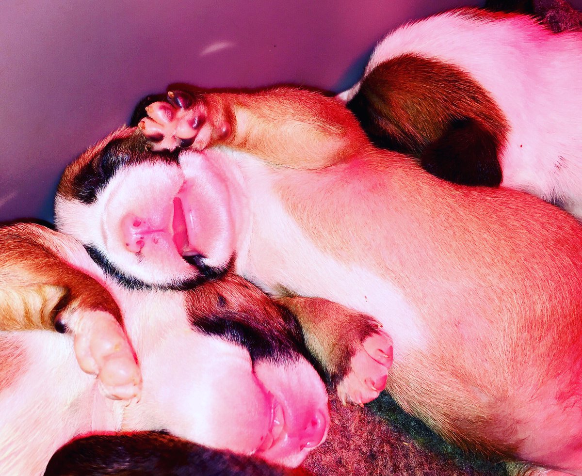 ManuelHerrero85's tweet photo. Puppies...🐶😍😴
#hergutstaffkennel #puppies #amstaff #americanstaffordshireterrier #Mydogsmylife #MHG# https://t.co/K6ZnhNVBFf