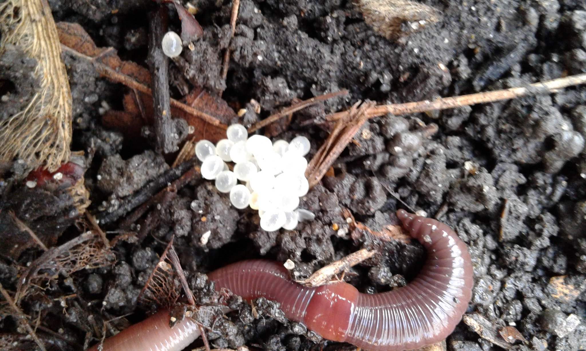 Earthworm Eggs
