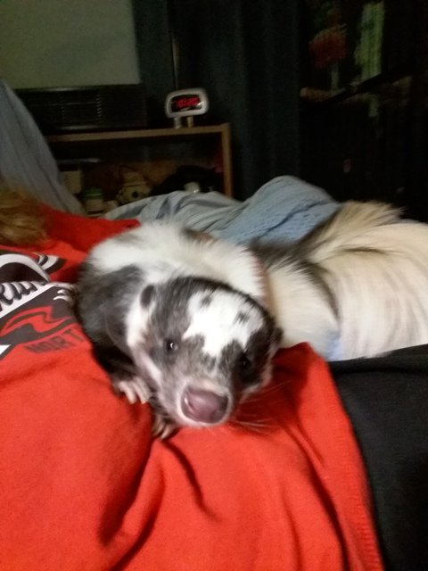 CathyDalgleish's tweet photo. Noah has a #ghost on his face. #petskunk #skunk #cutefurrythings #lovemypet https://t.co/AWDbpBiPTN