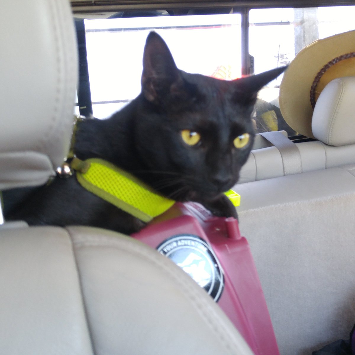 KayakCatShadow's tweet photo. It's adventure time for these black cats.

#CatsOfTwitter #adventure #blackcats https://t.co/nAZStgNsbm