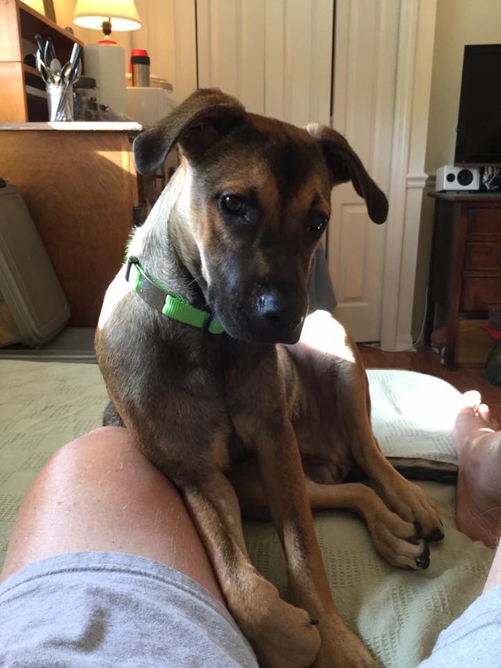 guyplusdog's tweet photo. Could be I wasn't meant to write The Tyler Book b4 I got this guy. He sure has helped. ππΆβ€οΈπ #RileyPup https://t.co/VAVS3DCf9q