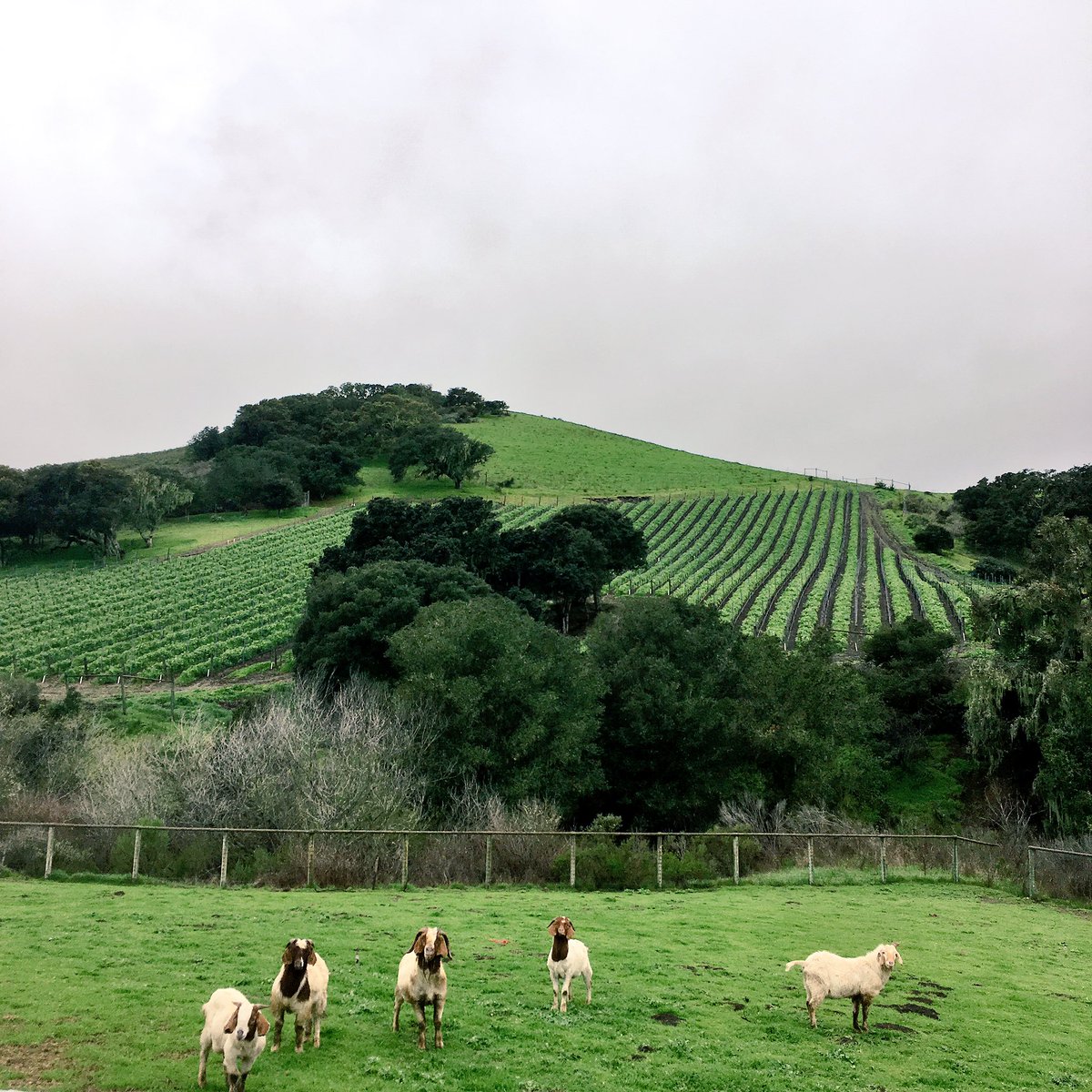 So thankful for all the rain. We need it, because the vineyard is entirely irrigated from our wells and natural springs. #jcrvineyard #pinot