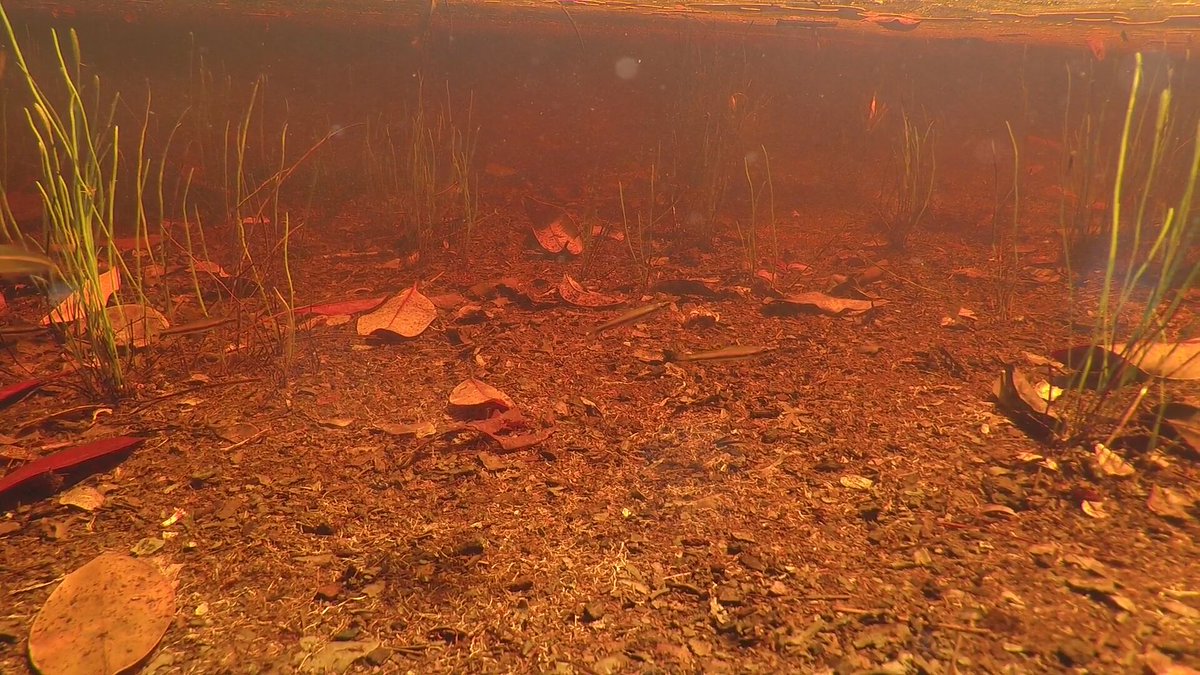 tanninaquatics's tweet photo. SATURDAY "TINT": Dirty thoughts about aquatic substrates... https://t.co/22tHT8fLb9 https://t.co/WWH1O5fgEC