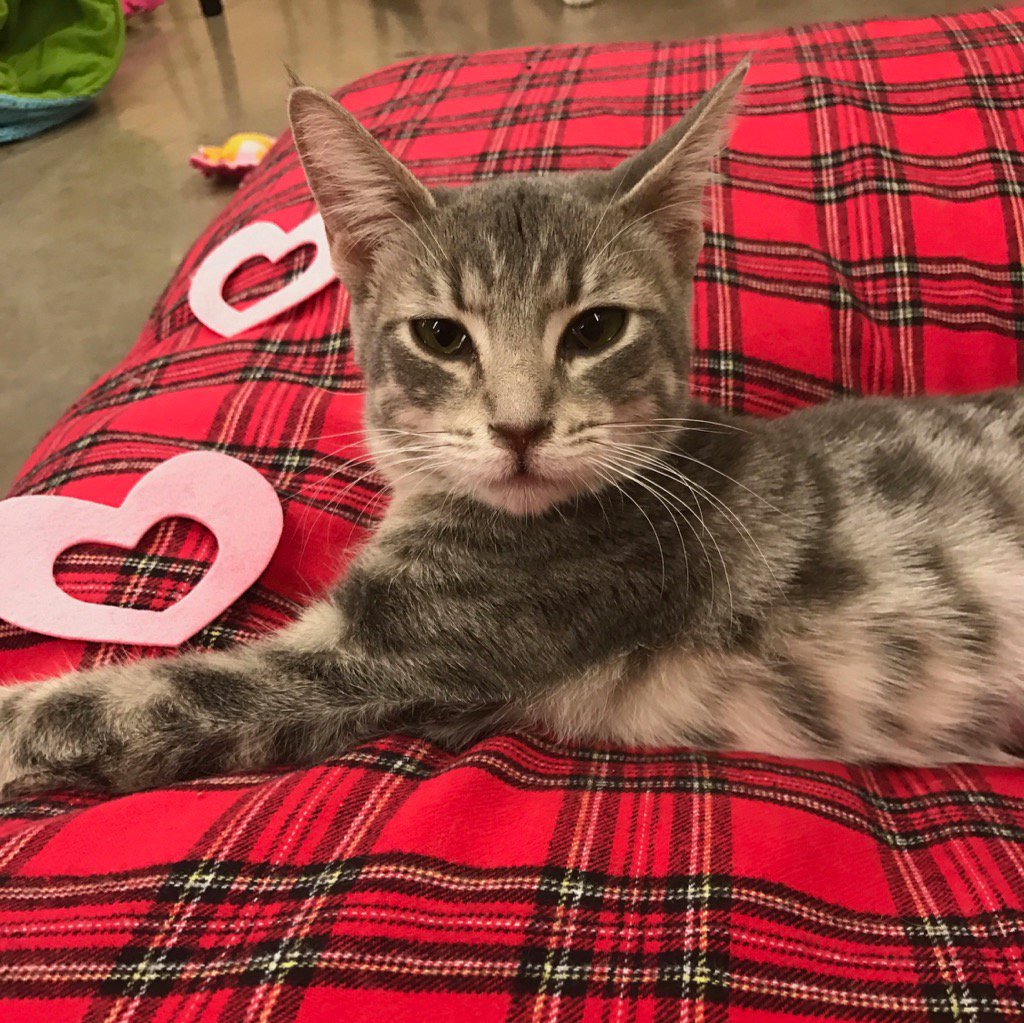 It's #nationaladoptionweekend in PetSmart stores across N. America! Adopt a new BFF &amp; share your #iadopted story!