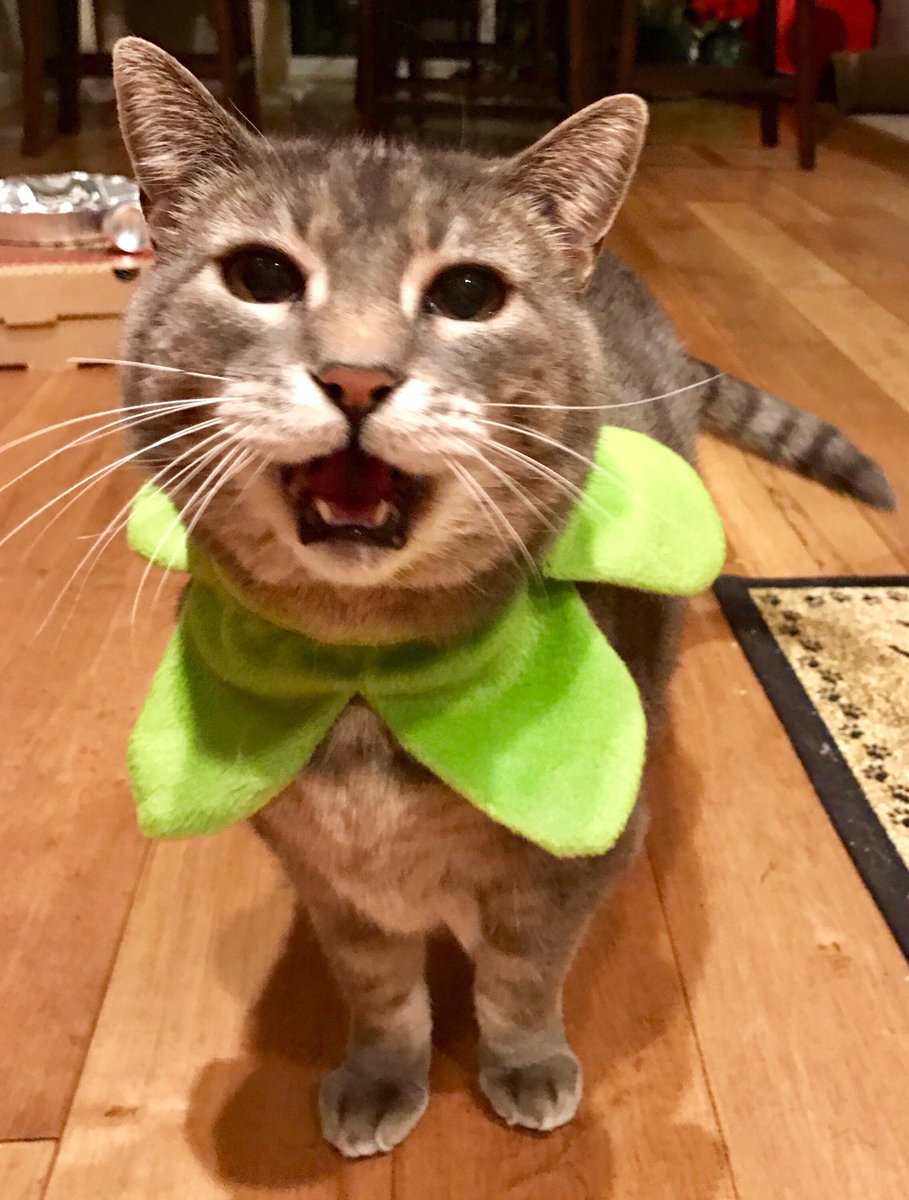 JoJo is ready for Spring and wants to wish you a Happy Caturday! 
#readyforspring #rightmeow #happycaturday