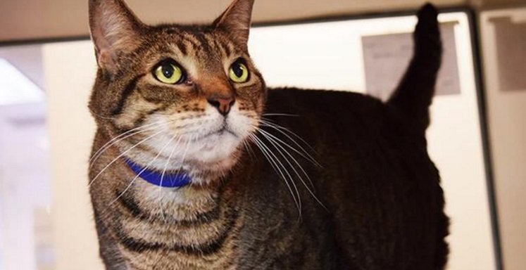 #TheCutest > Here is today's Adopt a Pet: bit.ly/2kU404i https://t.co/eMUQ1T3YnX