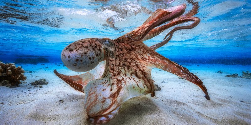 TssHlsl's tweet photo. See winners of the Underwater Photographer of the Year contest https://t.co/ugmfiSYfjY https://t.co/8xdMo16SZf