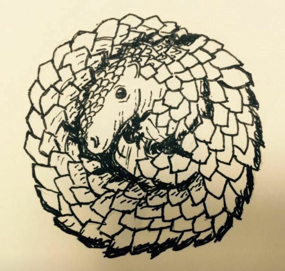 catboggild's tweet photo. Didn't get the feet quite right, but you get the idea. Celebrating #worldpangolinday #pangolins #savepangolins https://t.co/uauw8NL4X6