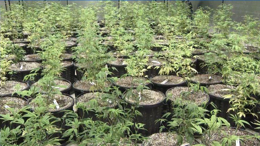 GetBeyondBuzz's tweet photo. Secret Stash: Inside Florida’s Largest Medicinal Marijuana Grow House https://t.co/7Qhq9iClCA
#knowledgeispower #getbeyondthebuzz https://t.co/yYxVc0KW9y
