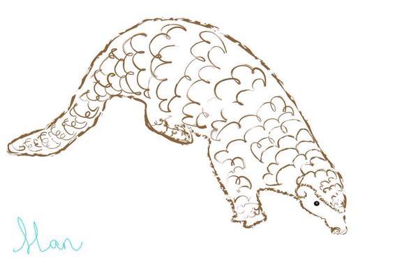 sending respect to all of wonderful Nature Ambassadors who filled <a href="/DMNature/">DM Nature Gallery</a> gallery with love for #pangolin on #worldpangolinday #volunteers