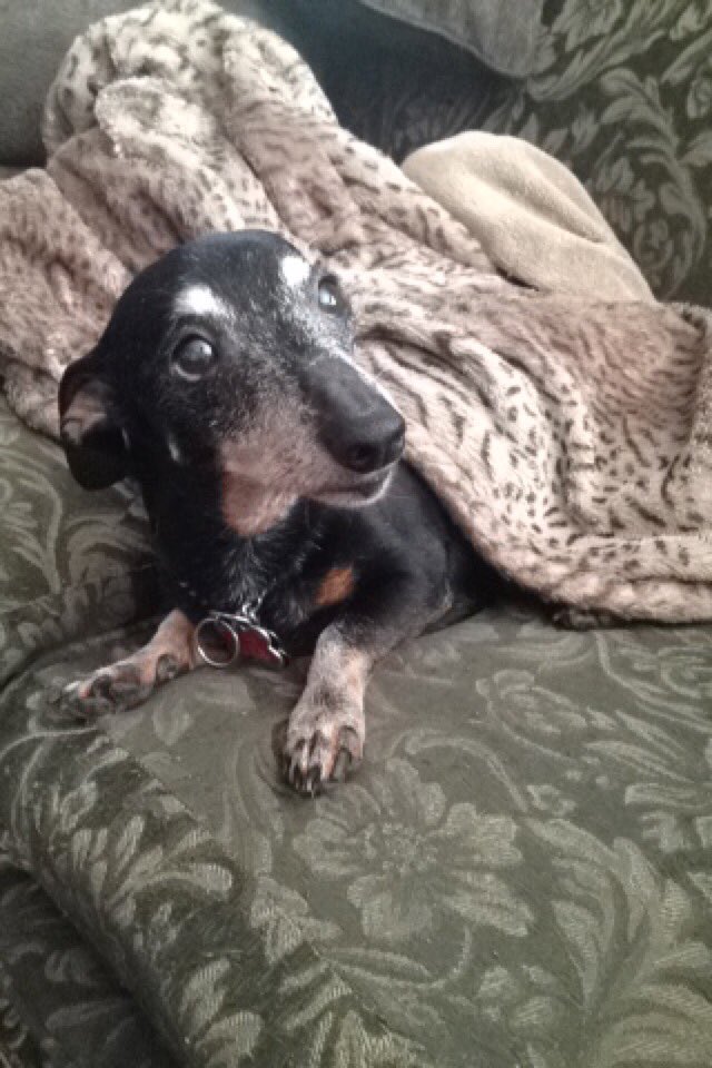 CodyJProffitt's tweet photo. Today I laid my baby boy of 16 years to rest. You were the best friend a guy could have. Thanks for the memories. I'll forever love you. 💕🐶💕 https://t.co/c9jPDQXz7M