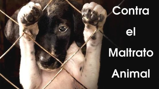 Ecogranjero's tweet photo. Los animales no son objetos, es tiempo de dejar de tratarlos como tales. Di no al #maltratoanimal !! https://t.co/XlVVjsxvsg