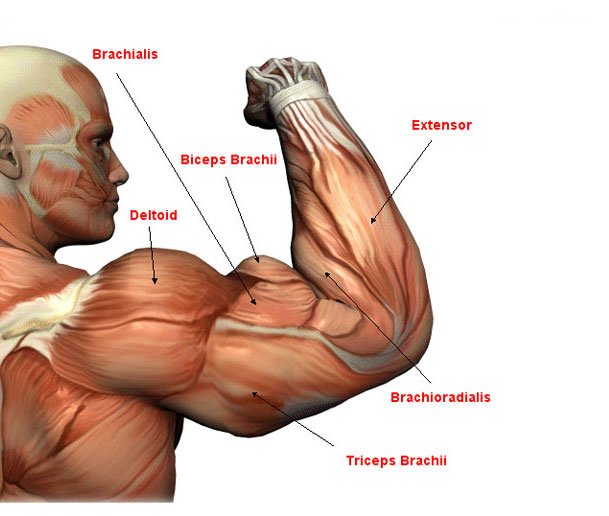 T NATION on X: Bicep and tricep workouts for real strength: https