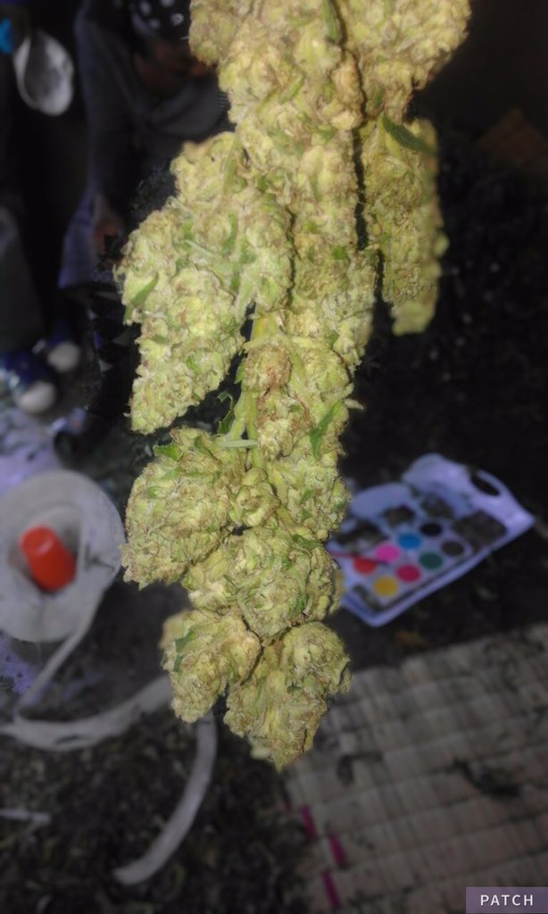 Just look at this, #WeedPorn #bud #sativa #marijuana #weedgirl #outdoor #weed #stoner