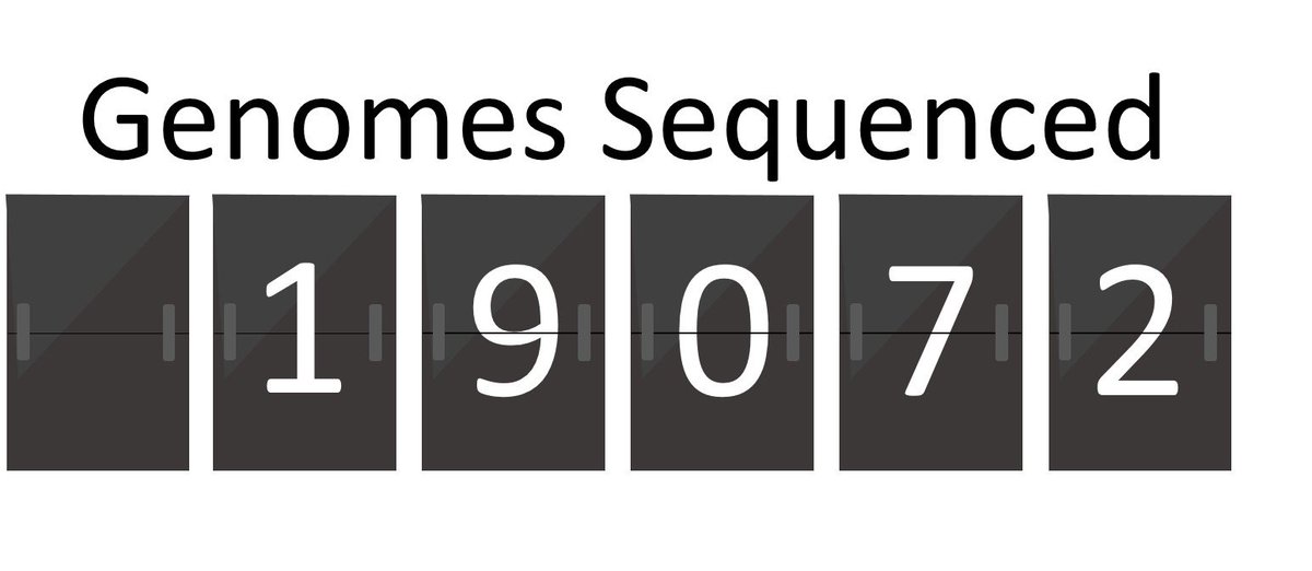 GenomicsEngland's tweet photo. 19,072 whole genomes now sequenced https://t.co/X7hXcUFQRP Thank you to all participants &amp; our partners #genomes100k https://t.co/kWWcbwD1R4